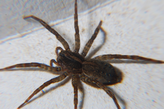 Trochosa sp.